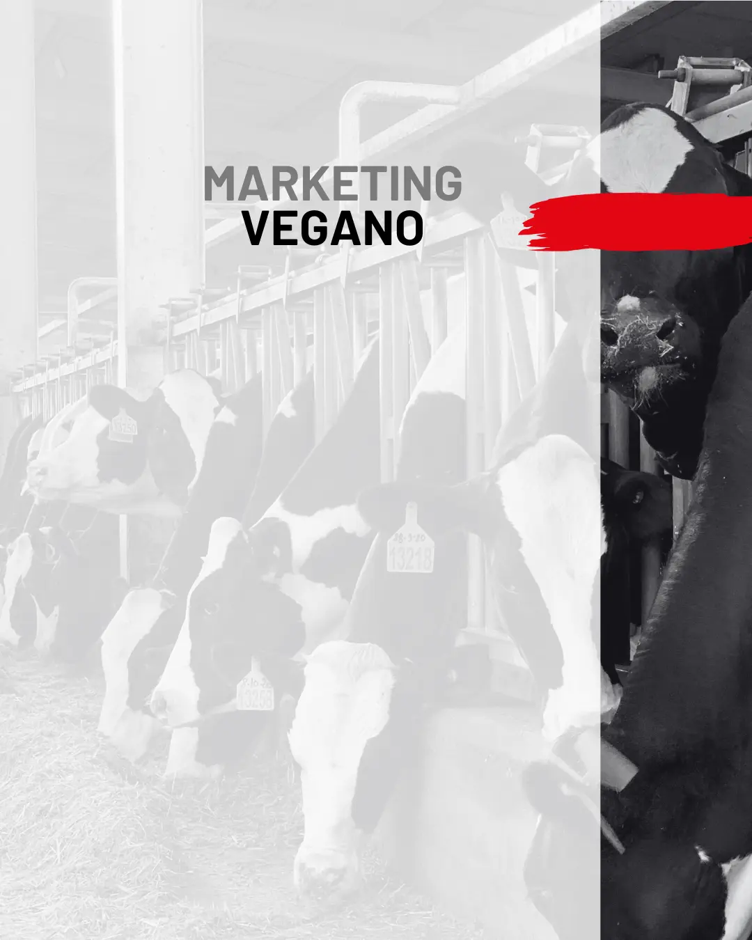 Imagen donde se ven vacas en ganadería, una de ellas con los ojos tapados con el isotipo de NOT MY TEMPO. Incitando al marketing vegano